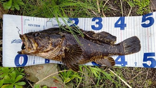 タケノコメバルの釣果