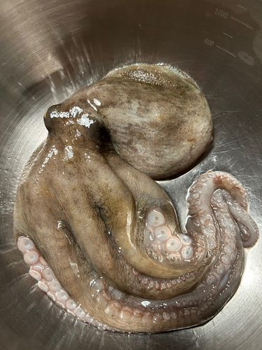 タコの釣果