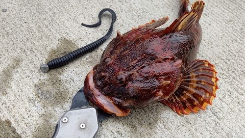 ギスカジカの釣果