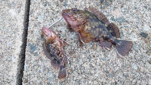 カサゴの釣果