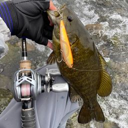 スモールマウスバス