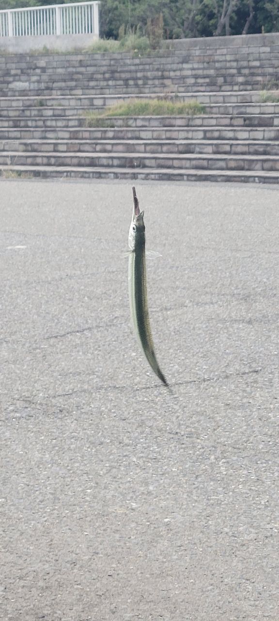 サヨリ