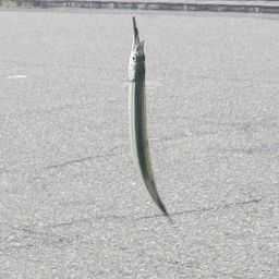 サヨリ