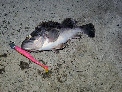 ソイの釣果