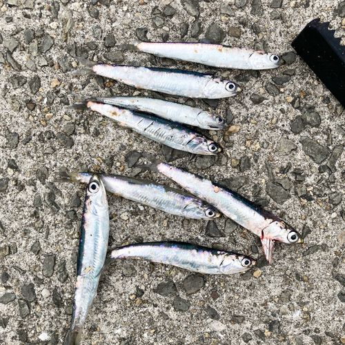 カタクチイワシの釣果