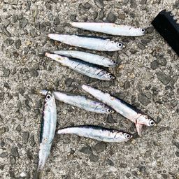 カタクチイワシ