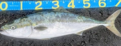 ワラサの釣果