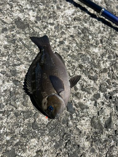 メジナの釣果