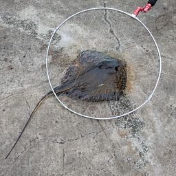アカエイ