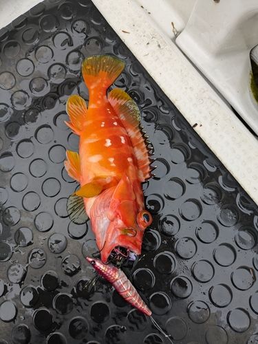 アカハタの釣果
