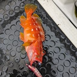 アカハタ