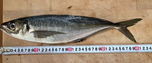 マアジの釣果