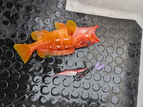アカハタの釣果