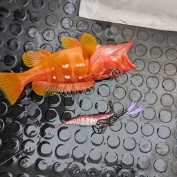 アカハタ