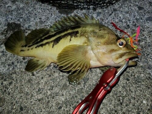 シマソイの釣果