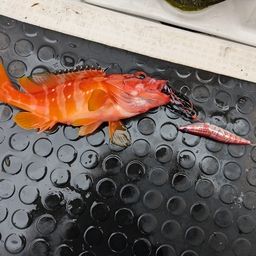 アカハタ
