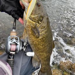 スモールマウスバス