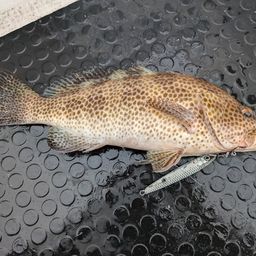 オオモンハタ