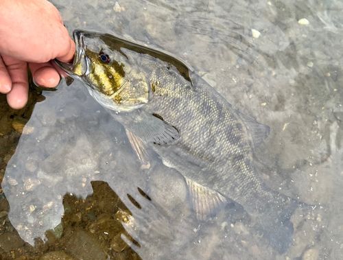 スモールマウスバスの釣果