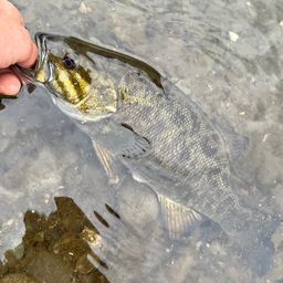 スモールマウスバス