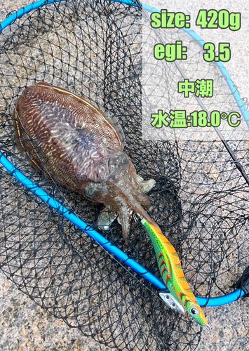 イカの釣果