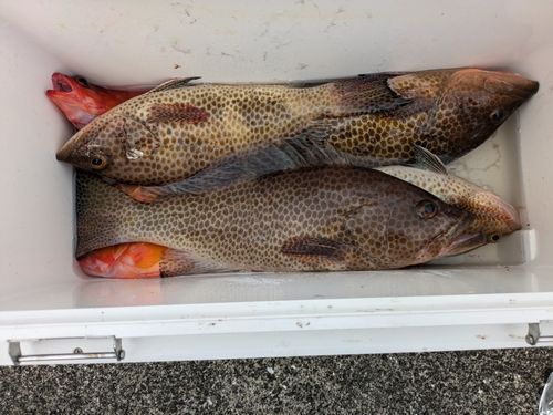 オオモンハタの釣果