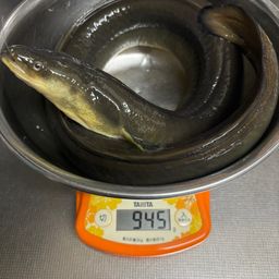 ウナギ