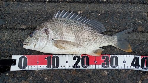キビレの釣果