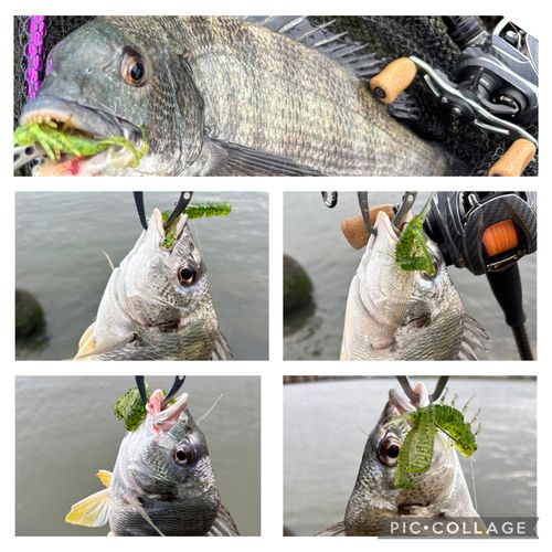 クロダイの釣果