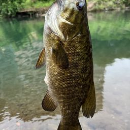 スモールマウスバス