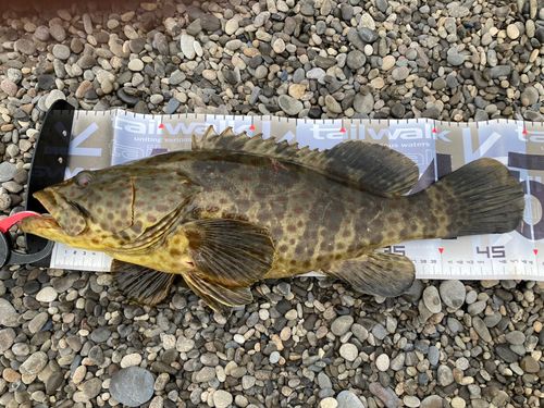 チャイロマルハタの釣果