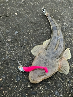 マゴチの釣果