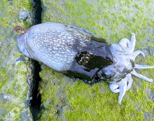 シリヤケイカの釣果