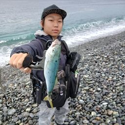 ワカシ
