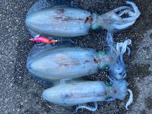 アオリイカの釣果