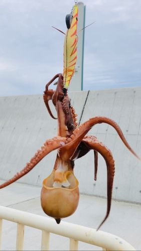 タコの釣果