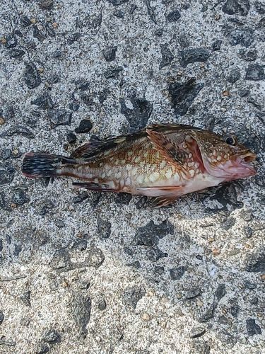 カサゴの釣果