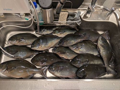 オナガグレの釣果
