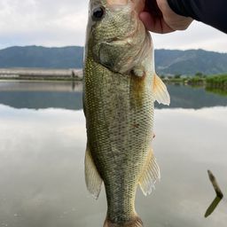 ブラックバス
