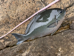 オナガグレの釣果