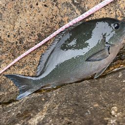 オナガグレ