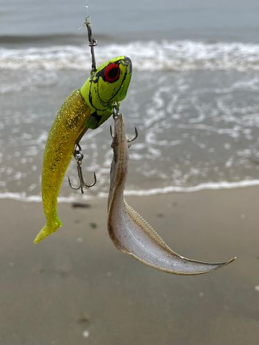 シタビラメの釣果