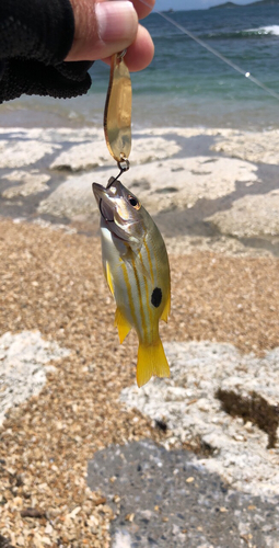 ヤマトビーの釣果