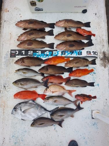 オオモンハタの釣果