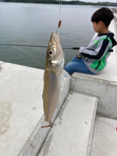 キスの釣果