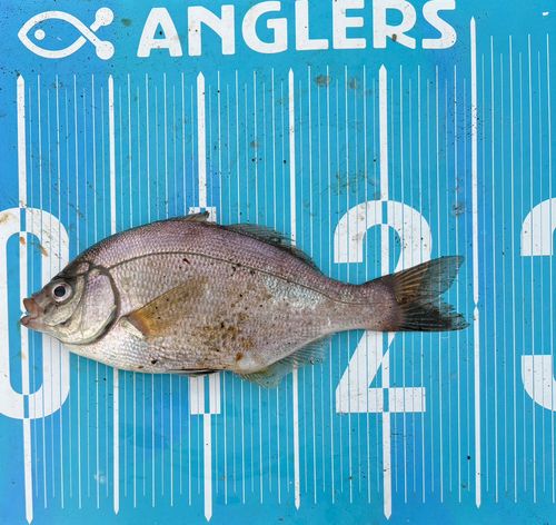 ウミタナゴの釣果