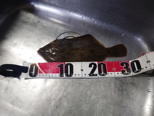 マコガレイの釣果