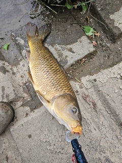 コイの釣果