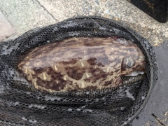 コウイカの釣果