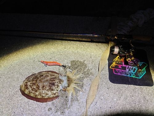 モンゴウイカの釣果